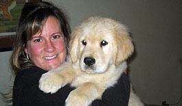 Golden Retriever Puppy