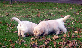 Golden Retriever Puppies