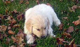 Golden Retriever Puppy