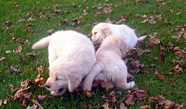 Golden Retriever Puppies