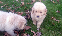 Golden Retriever Puppies