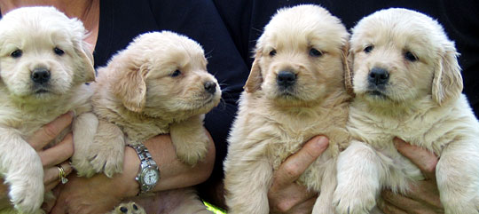 Golden Retriever Puppies