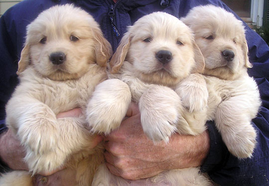 Golden Retriever Puppies